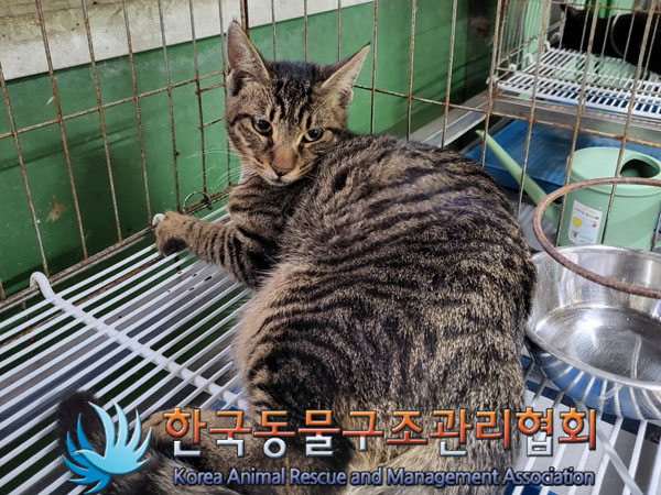 한국동물구조관리협회_441409202301655